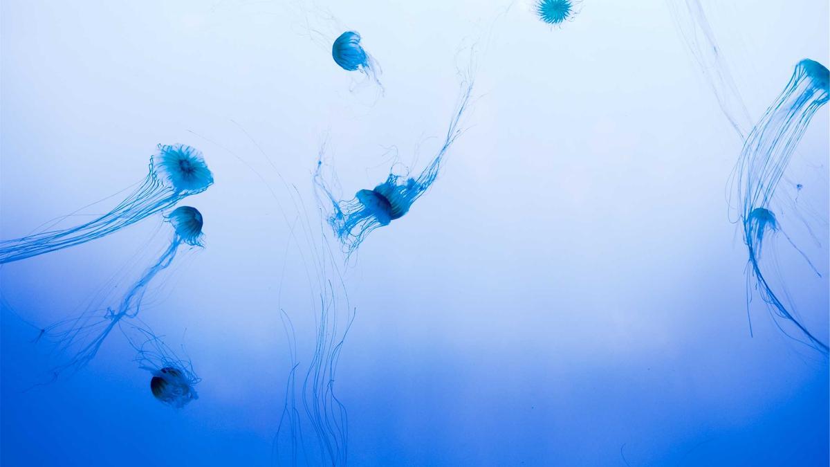 Filmfestspiele Cannes Detailansicht: Filmfestspiele Cannes
