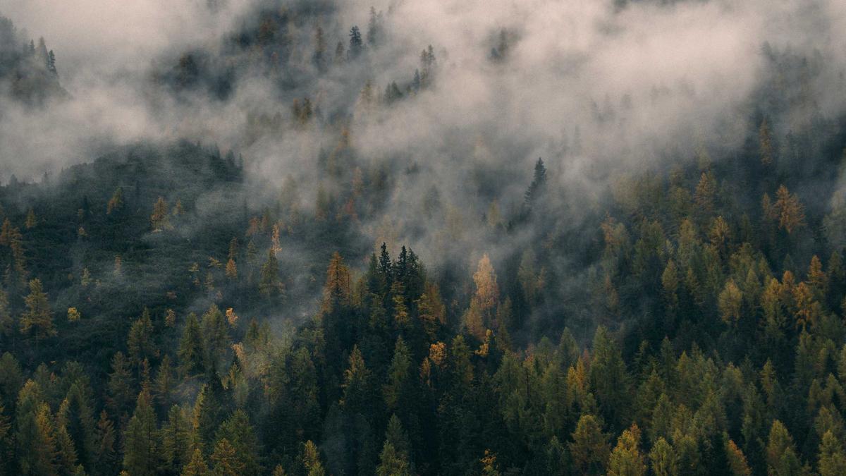 Detailansicht: Tigerausbruch Schkeuditz